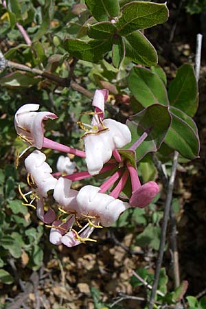 Lonicera implexa / Evergreen Honeysuckle, GR Hymettos 20.5.2008