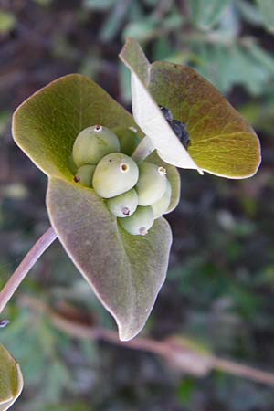 Lonicera implexa \ Windendes Geiblatt, GR Hymettos 26.8.2014