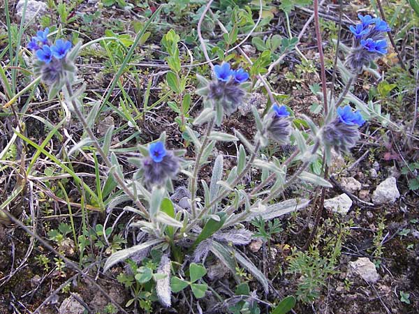 Alkanna tinctoria \ Frber-Alkanna, Schminkwurz / Alkanet, GR Peloponnes, Gramousa 1.4.2013