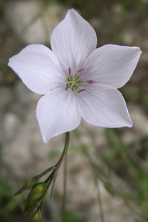 Linum tenuifolium \ Schmalblttriger Lein / Narrow-Leaved Flax, GR Igoumenitsa 13.5.2008