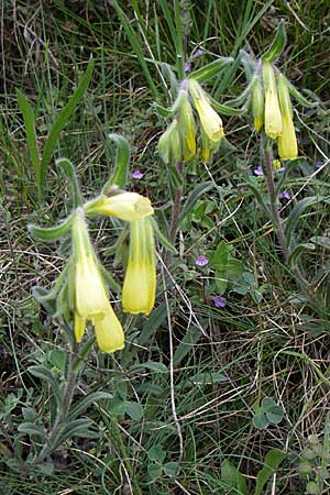 Onosma taurica / Crimea Goldendrop, GR Peloponnes, Zarouchla Valley 19.5.2008