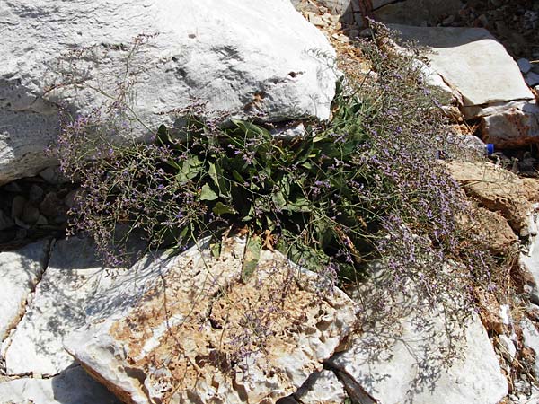 Limonium narbonense \ Spter Strandflieder, GR Attika, Agia Marina 27.8.2014