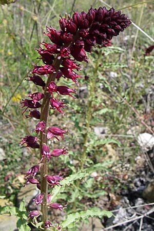 Lysimachia atropurpurea / Purple Loosestrife, Burgundy Goose-neck Loosestrife, GR Zagoria, Kalpaki 16.5.2008