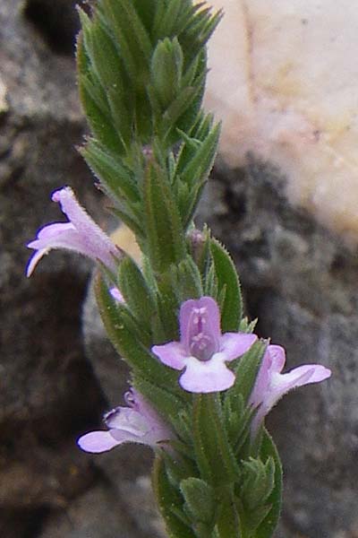 Micromeria juliana \ Sankt Julian-Steinminze / Saint Julian Savory, GR Parnitha 22.5.2008