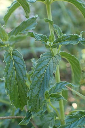 Mentha x piperita \ Pfeffer-Minze / Pepper Mint, GR Euboea (Evia), Istiea 27.8.2017