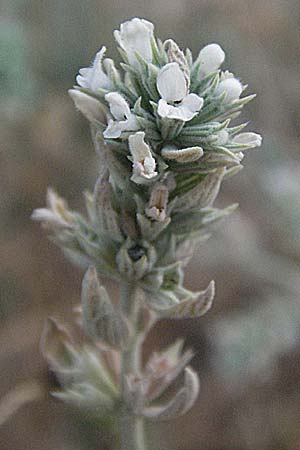 Marrubium peregrinum / Branched Horehound, GR Zagoria, Monodendri 25.8.2007