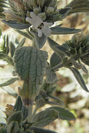 Marrubium peregrinum \ Grauer Andorn, Ungarischer Andorn / Branched Horehound, GR Zagoria, Monodendri 26.8.2007
