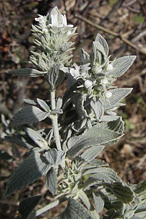 Marrubium peregrinum \ Grauer Andorn, Ungarischer Andorn / Branched Horehound, GR Zagoria, Monodendri 26.8.2007