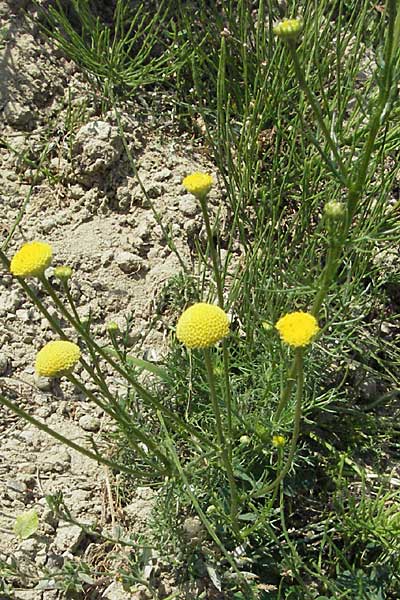 Matricaria tempskyana \ Tempskys Kamille / Tempsky's Mayweed, GR Katara Pass 27.8.2007