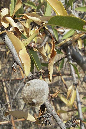 Prunus dulcis \ Mandel, GR Nauplia 2.9.2007