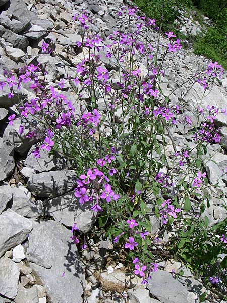 Malcolmia graeca subsp. bicolor \ Zweifarbige Griechische Meerviole / Greek Stock, GR Zagoria, Vikos - Schlucht / Gorge 15.5.2008