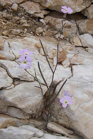 Malcolmia graeca subsp. hydraea \ Hydra-Meerviole / Hydra Stock, GR Parnitha 22.5.2008