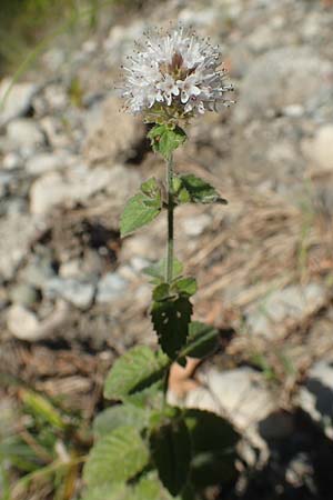 Mentha aquatica / Water Mint, GR Euboea (Evia), Drimona 27.8.2017