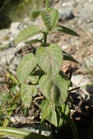 Mentha aquatica \ Wasser-Minze / Water Mint, GR Euboea (Evia), Drimona 27.8.2017