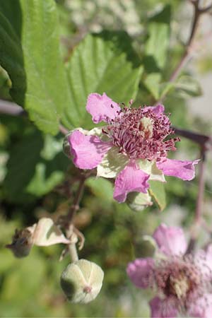 Rubus sanctus \ Heilige Brombeere / Holy Bramble, GR Euboea (Evia), Istiea 27.8.2017