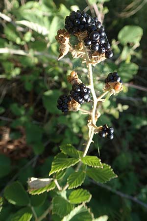 Rubus ulmifolius \ Mittelmeer-Brombeere, Sand-Brombeere, GR Euboea (Evia), Istiea 27.8.2017