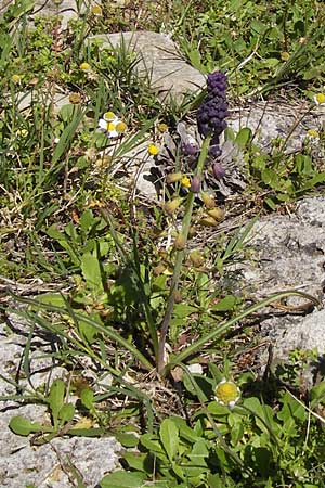 Muscari comosum / Tassel Hyacinth, GR Peloponnes, Olympia 28.3.2013