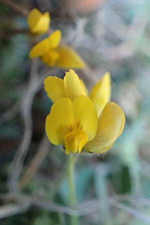 Medicago disciformis ? \ Diskus-Schneckenklee / Discus Medick, GR Parnitha 22.3.2019