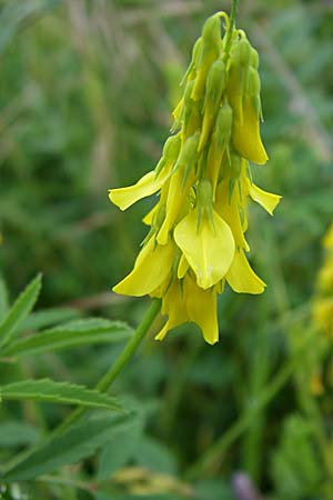 Melilotus officinalis \ Echter Steinklee, Gewhnlicher Honigklee / Ribbed Melilot, GR Dodoni 14.5.2008