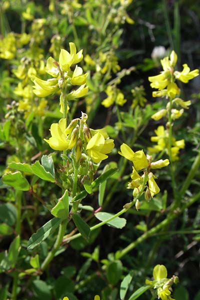 Melilotus elegans / Elegant Sweet Clover, GR Zagoria, Negades 18.5.2008