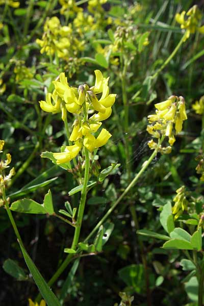 Melilotus elegans / Elegant Sweet Clover, GR Zagoria, Negades 18.5.2008