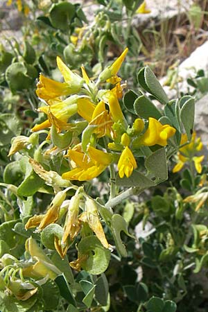 Medicago arborea / Tree Medick, GR Hymettos 20.5.2008