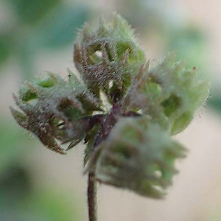 Medicago truncatula \ Gestutzter Schneckenklee, Starkdorniger Schneckenklee / Barrel Medick, GR Athen, Mount Egaleo 10.4.2019