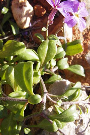 Malcolmia flexuosa \ Geschlngelte Meerviole / Sea Stock, GR Peloponnes, Monemvasia 1.4.2013