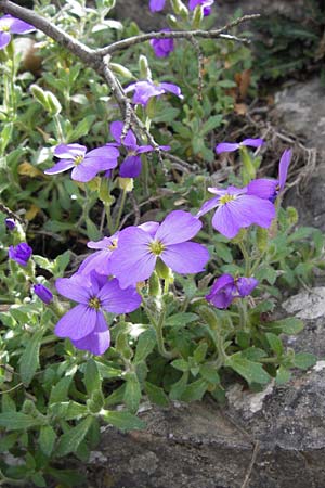 Aubrieta deltoidea \ Blaukissen / Purple Rock Cress, GR Parnitha 3.4.2013