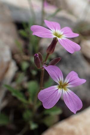 Malcolmia graeca subsp. hydraea \ Hydra-Meerviole / Hydra Stock, GR Hymettos 20.3.2019