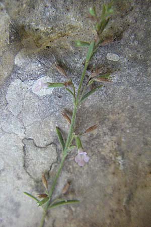 Micromeria cristata / Crested Savory, GR Parga 24.8.2007