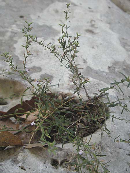 Micromeria cristata \ Kamm-Steinminze / Crested Savory, GR Parga 24.8.2007