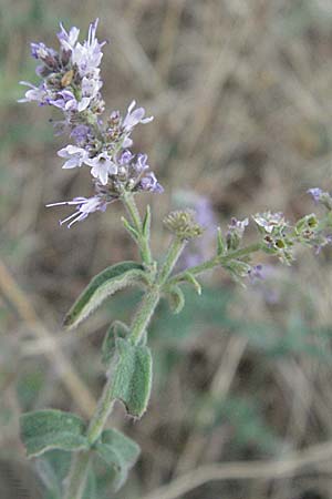 Mentha x rotundifolia / Small-Leaved Mint, GR Zagoria, Monodendri 25.8.2007