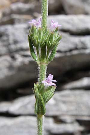 Micromeria juliana \ Sankt Julian-Steinminze / Saint Julian Savory, GR Hymettos 20.5.2008