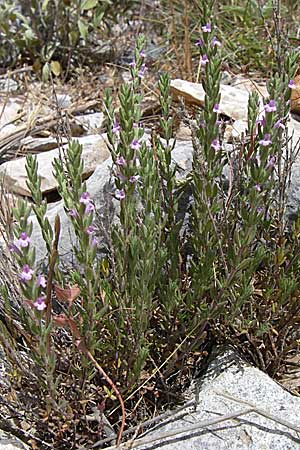 Micromeria juliana \ Sankt Julian-Steinminze / Saint Julian Savory, GR Hymettos 20.5.2008