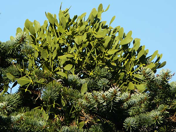 Viscum album subsp. abietis \ Tannen-Mistel / White Mistletoe, Dwarf Mistletoe, GR Parnitha 1.9.2014