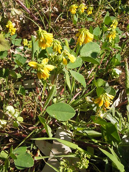 Melilotus italicus \ Italienischer Honigklee / Italian Melilot, GR Peloponnes, Monemvasia 1.4.2013