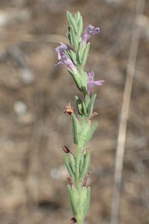 Micromeria juliana \ Sankt Julian-Steinminze / Saint Julian Savory, GR Euboea (Evia), Istiea 27.8.2017