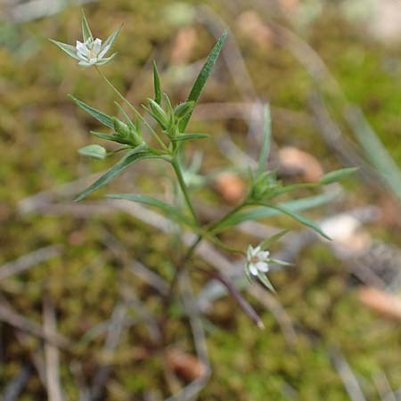 Sabulina tenuifolia subsp. hybrida \ Zarte Miere, Feinblttrige Miere, GR Athen, Mount Egaleo 10.4.2019
