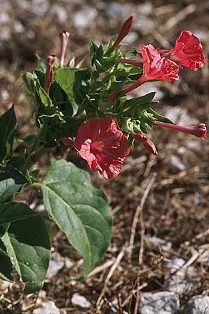 Mirabilis jalapa / Marvel of Peru, GR Koronisia 6.9.2007