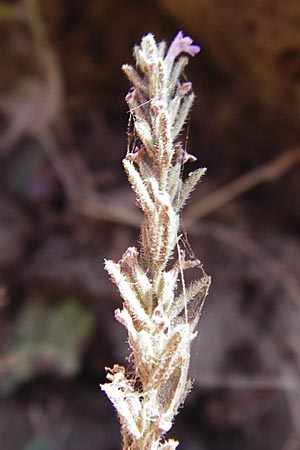 Micromeria juliana \ Sankt Julian-Steinminze / Saint Julian Savory, GR Euboea (Evia), Dimosari - Schlucht / Gorge 29.8.2014