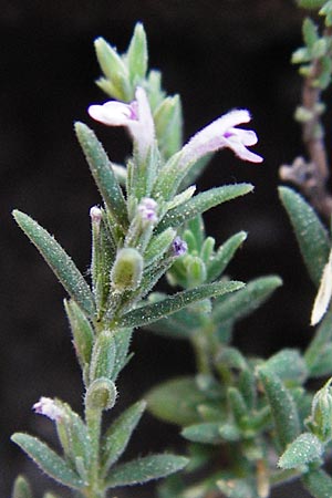 Micromeria juliana \ Sankt Julian-Steinminze / Saint Julian Savory, GR Euboea (Evia), Dimosari - Schlucht / Gorge 29.8.2014