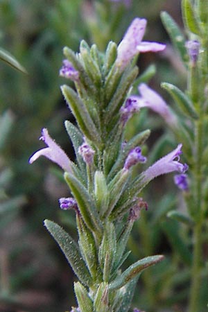 Micromeria juliana \ Sankt Julian-Steinminze / Saint Julian Savory, GR Euboea (Evia), Dimosari - Schlucht / Gorge 29.8.2014