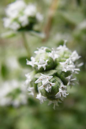 Origanum majorana \ Majoran / Sweet Marjoram, Knotted Marjoram, GR Athen 2.9.2014