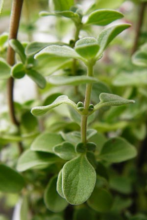 Origanum majorana \ Majoran / Sweet Marjoram, Knotted Marjoram, GR Athen 2.9.2014