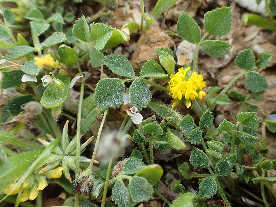 Medicago monspeliaca \ Montpellier-Bockshornklee, Franzsischer Schneckenklee / Hairy Trigonella, Star-Fruited Fenugreek, GR Hymettos 20.3.2019