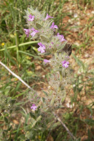 Micromeria nervosa \ Palstina-Steinminze / Veined Savory, GR Hymettos 2.4.2013