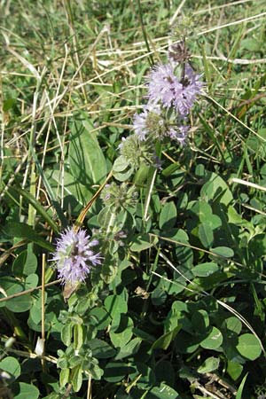 Mentha pulegium \ Polei-Minze, GR Katara Pass 27.8.2007