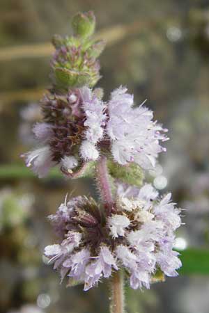 Mentha pulegium / Squaw Mint, Pennyroyal, GR Euboea (Evia), Kalianou 29.8.2014