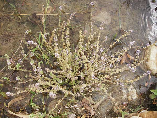 Mentha pulegium \ Polei-Minze, GR Euboea (Evia), Kalianou 29.8.2014